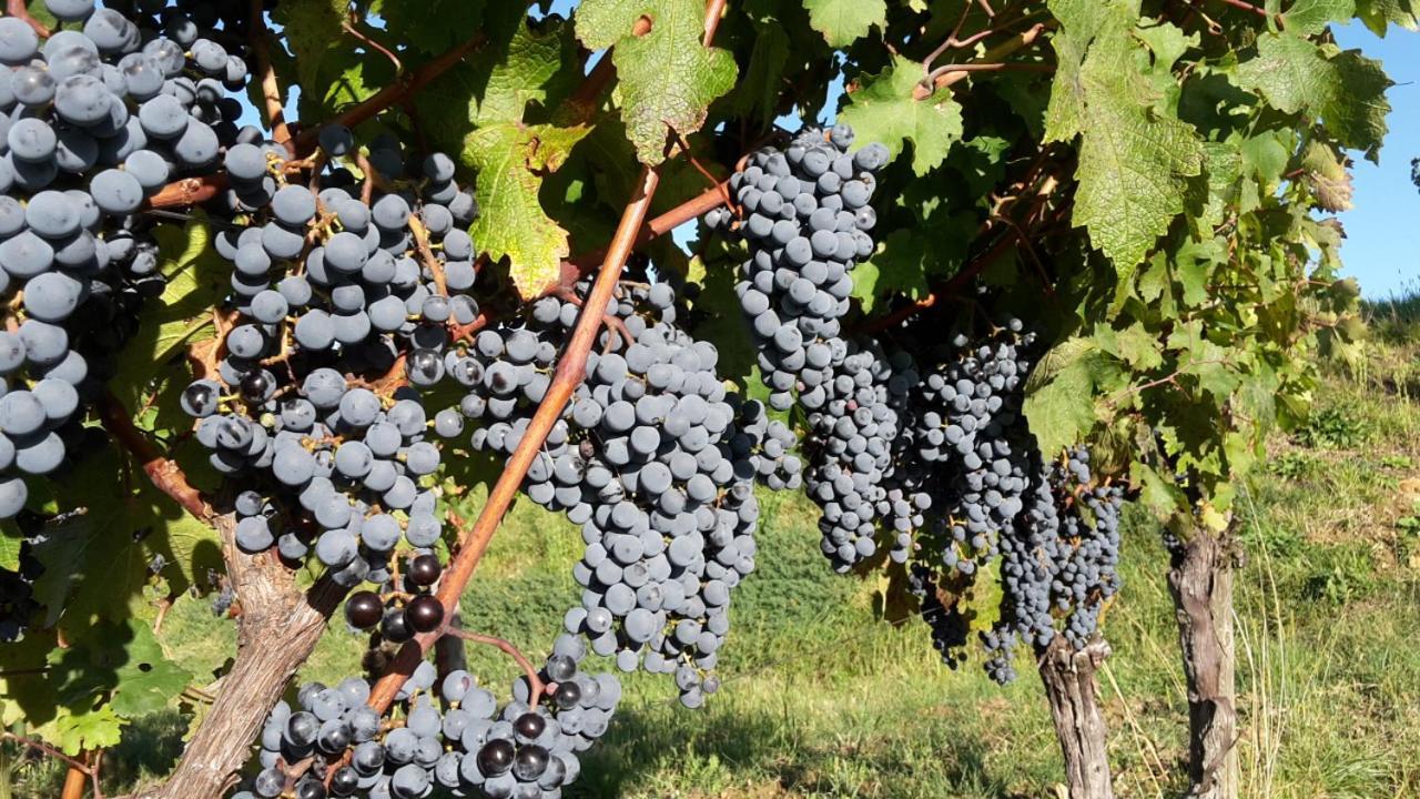 Agriturismo Casa Delle Rose Winery Ruttàrs エクステリア 写真